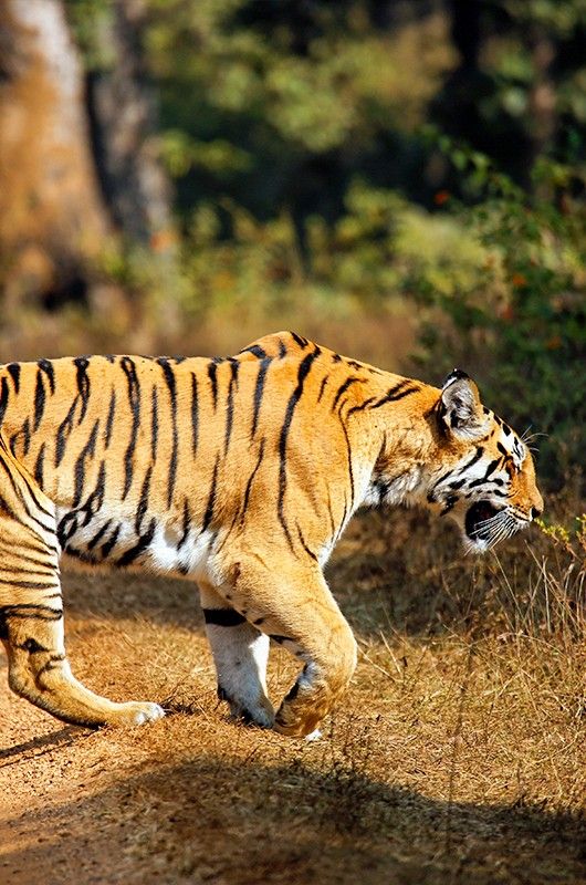 Bengal Tiger (Panthera tigris tigris) Walking. Pench National Park, India