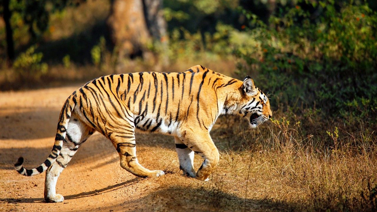 pench-tiger-reserve-nagpur-maharashtra-1-attr-hero