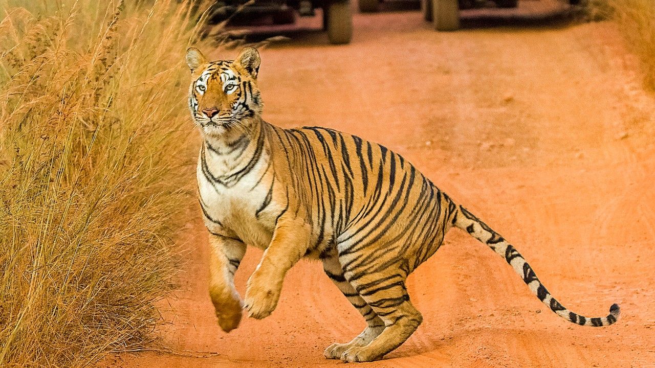 tadoba-tiger-reserve-nagpur-maharashtra-tadoba1-attr-hero
