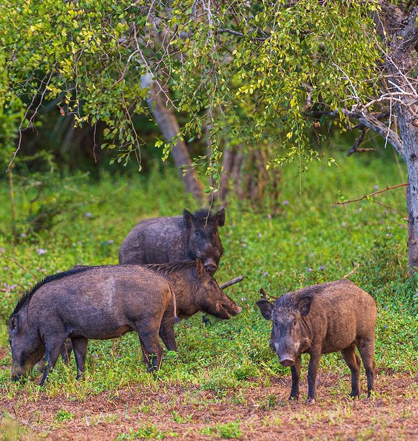 Wild boar in the National Park