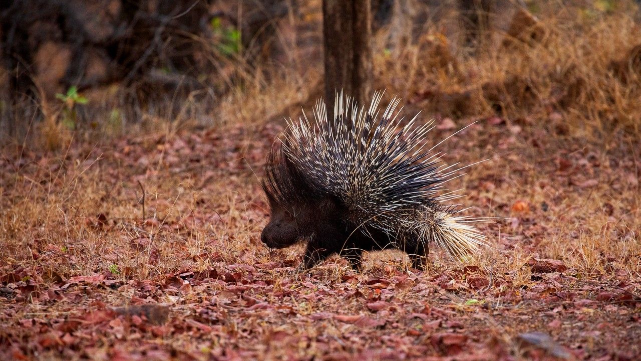 2-porcupine-rrangapahar-reserve-forest-dimapur-attr-hero
