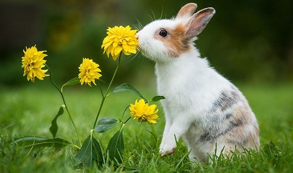 rabbit-jalandhar-punjab-blog-ntr-exp-cit-pop