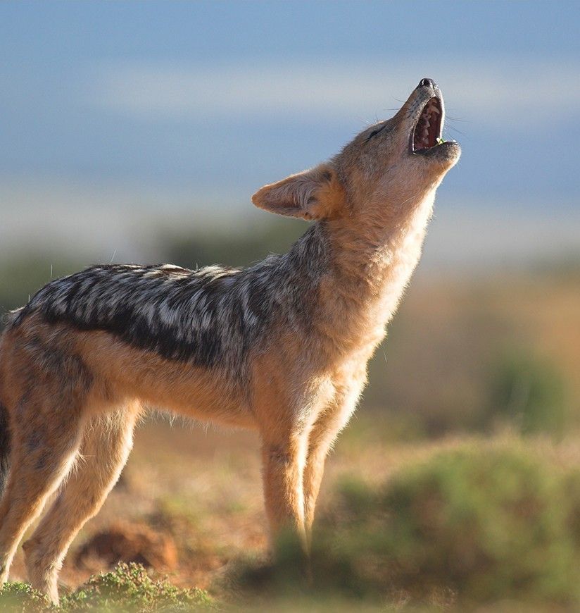 howling jackal