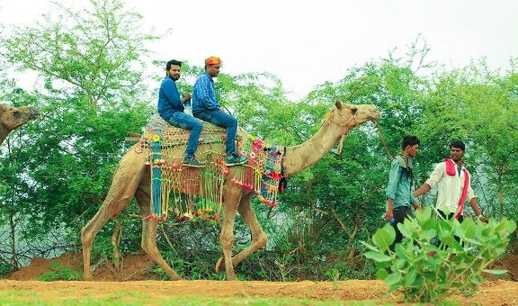 camel-safari-ajmer-rajasthan-blog-adv-exp-cit-pop