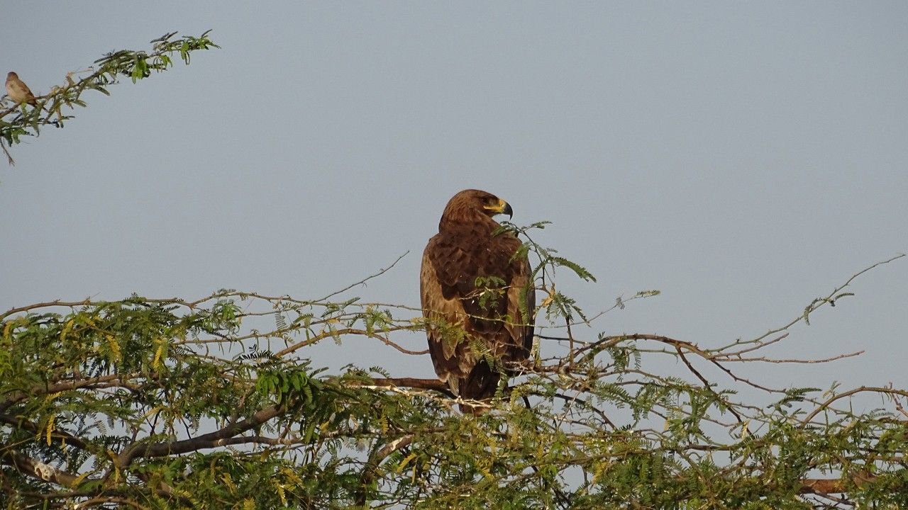 jorbeed-wildlife-sanctuary-bikaner-rajasthan-2-attr-hero