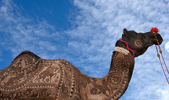 camel-festival-bikaner-rajasthan-blog-ent-exp-cit-pop