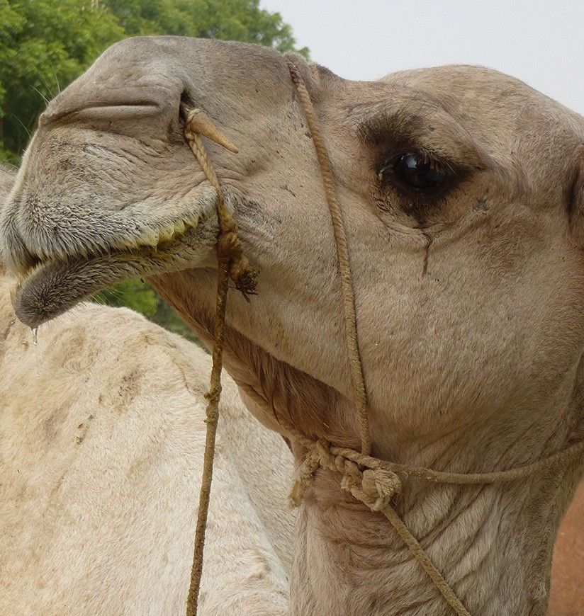 national-camel-research-centre-bikaner-rajasthan-4-city-ff