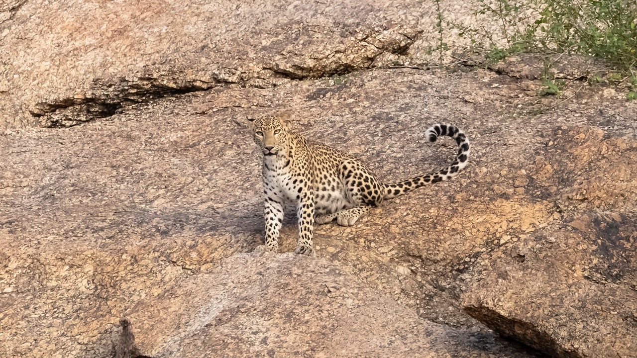 indian-leopard-on-aravalli-hills-2-attr-hero