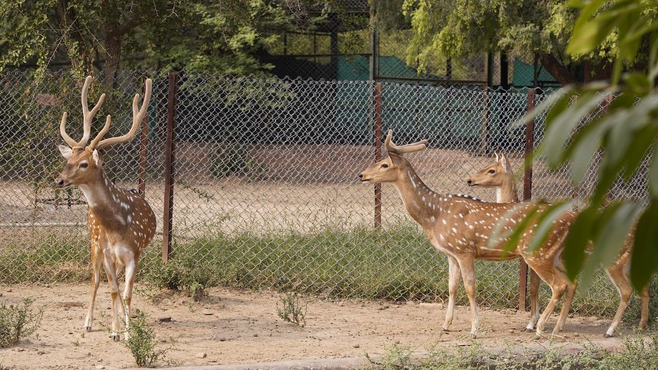 nahargarh-wildlife-sanctuary-jaipur-rajasthan-1-attr-hero