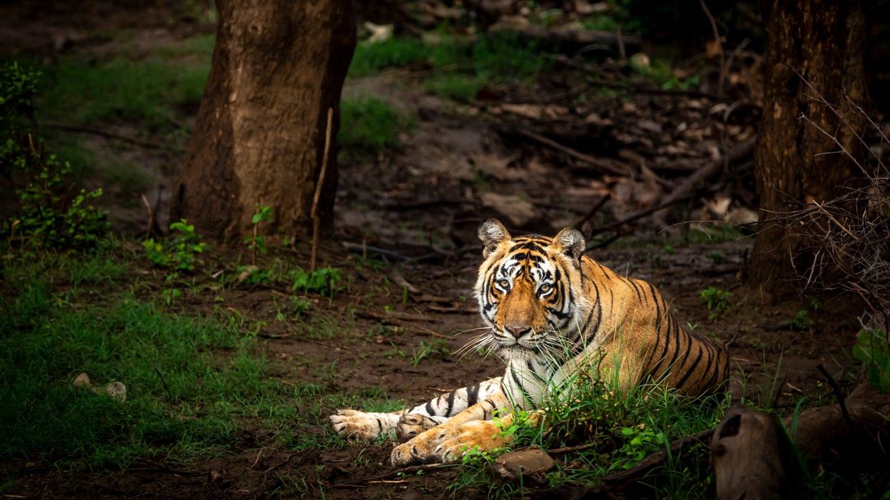 sariska-tiger-reserve-jaipur-rajasthan-1-attr-hero