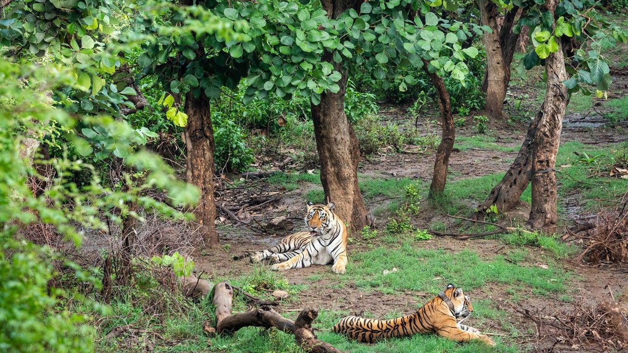 sariska-tiger-reserve-jaipur-rajasthan-2-attr-hero