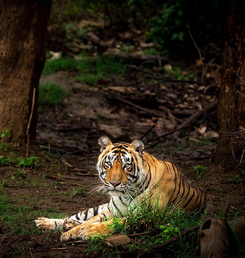 sariska-tiger-reserve