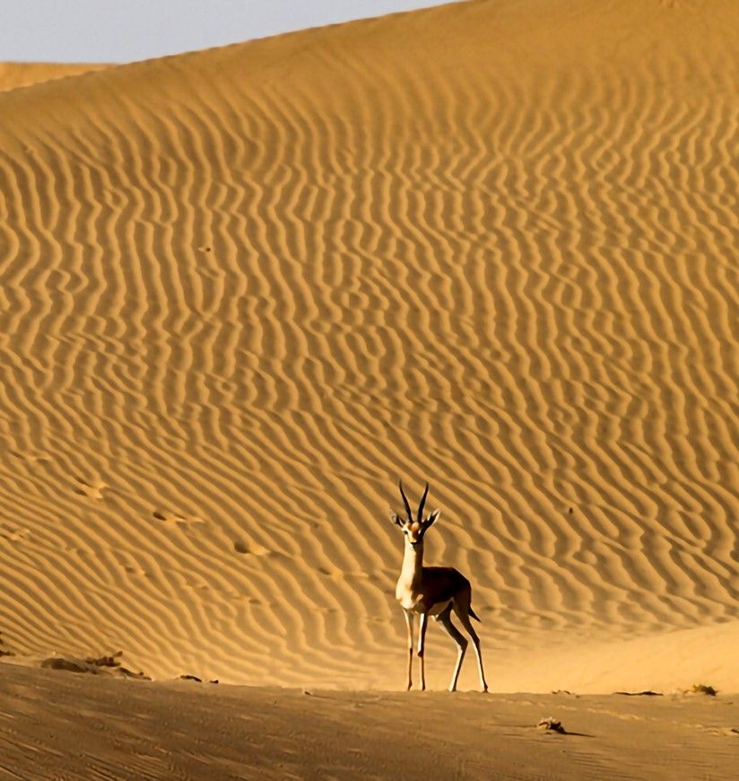 desert-national-park-jaisalmer-attr-homepag