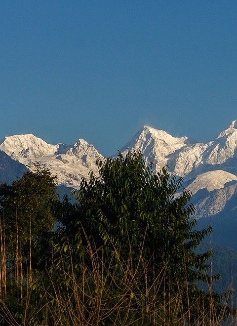 Beautiful panoramic view on snow-capped Kangchenjunga mountain in Himalaya range with trees in foreground, seen from Pelling, Sikkim, India