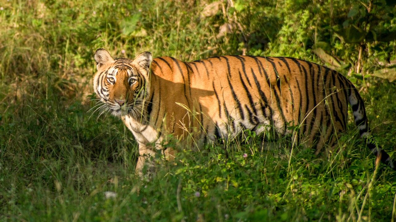 1-mudumalai-tiger-reserve-ooty-tamil-nadu-attr-hero