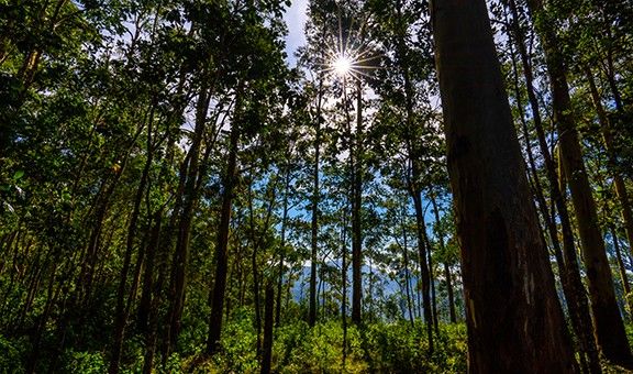 pine-forest-ooty-tamil-nadu-blog-ntr-exp-cit-pop