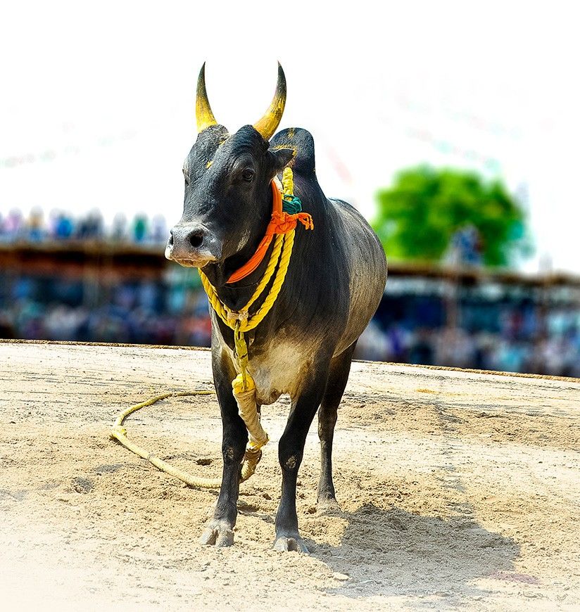 south indian festival famous bull game