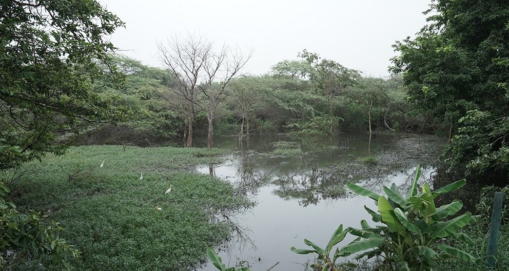 Surajpur-Wetland
