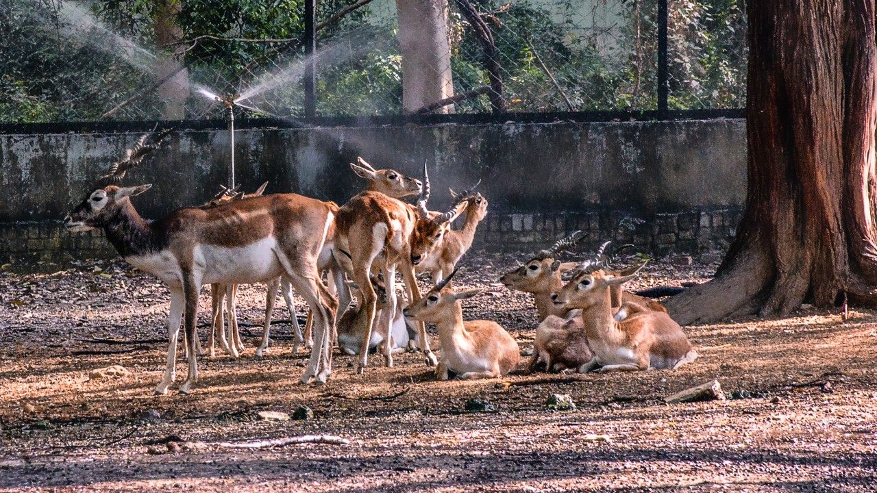 kanpur-zoological-park-kanpur-uttar-pradesh-2-attr-hero