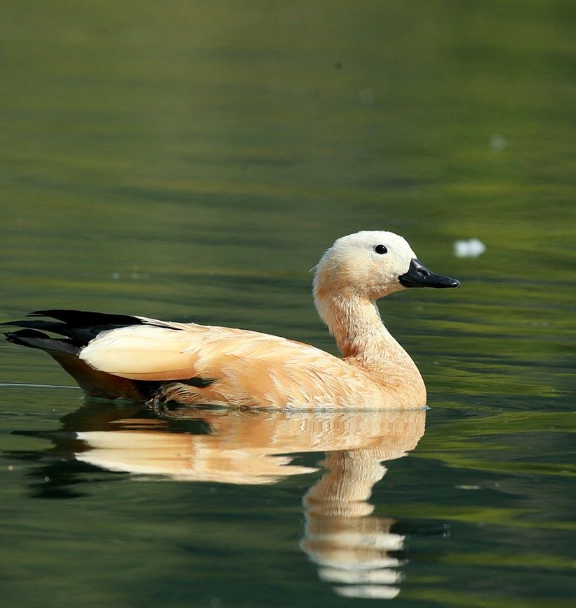 1-nawabganj-bird-sanctuary-lucknow-uttar-pradesh-attr-homepag