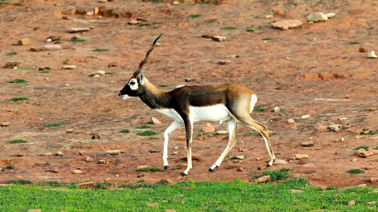 kaimoor-wildlife-sanctuary-varanasi-uttar-pradesh-1-attr-hero