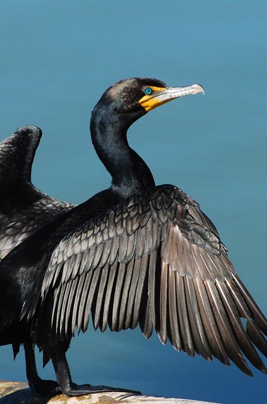 Double-crested cormorant spreading and drying wings in sunlight