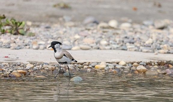 bird-sanctuary-haridwar-blog-ntr-exp-cit-pop