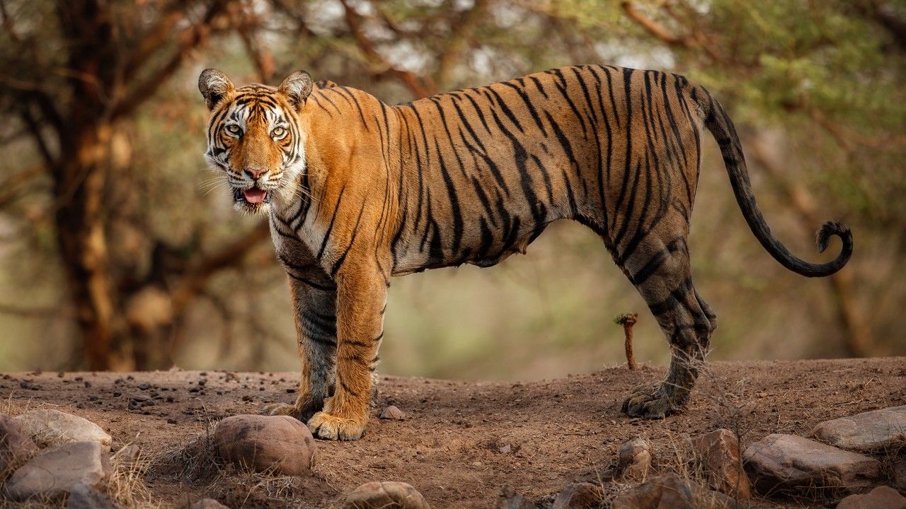 1-kalagarh-tiger-reserve-lansdowne-uttrakhand-attr-hero