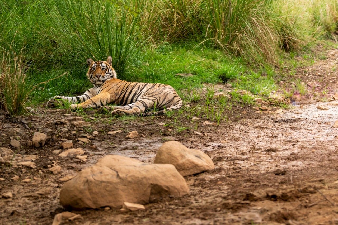 Kalagarh-Tiger-Reserve