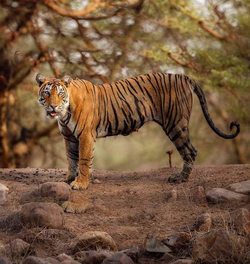 kalagarh-tiger-reserve
