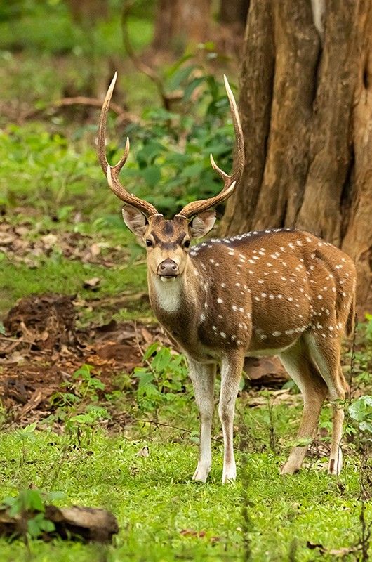 An adult spotted deer with large horns standing alone in a forest