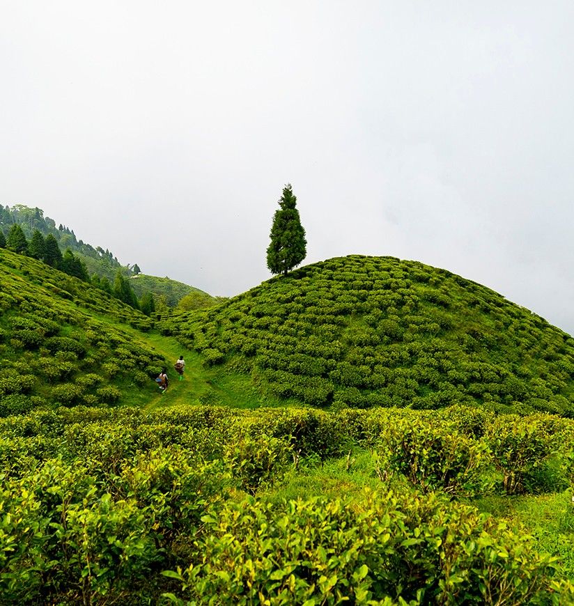tea-garden-darjeeling-west bengal