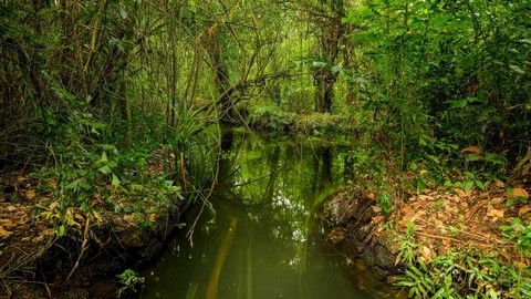 Kumarakom Vogelschutzgebiet 