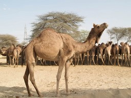 Camel breeding farm