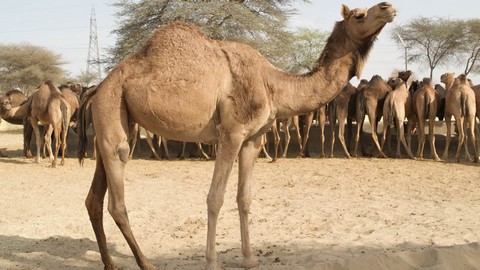 granja de cría de camellos