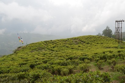 Чайная плантация "Счастливая долина" 
