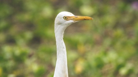 Vedanthangal Bird Sanctuary