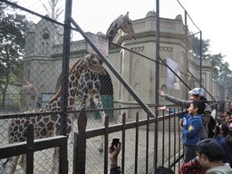 Jardins zoologiques d'Alipore 