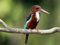 Réserve ornithologique de Nawabganj 