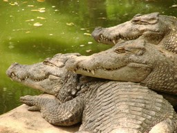 Берег крокодилов 