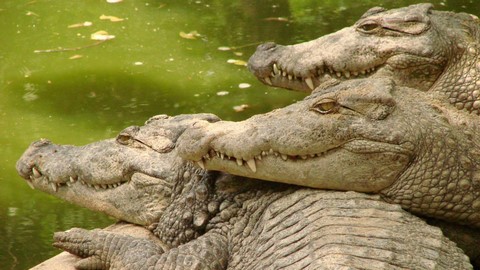 Die Krokodilfarm 