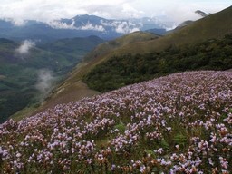 Neelakurinji – Une marche dans un paradis floral 
