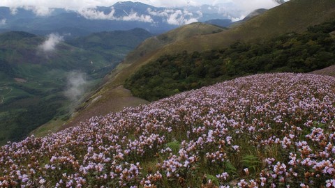 Neelakurinji - Ein Spaziergang im Blumenparadies 