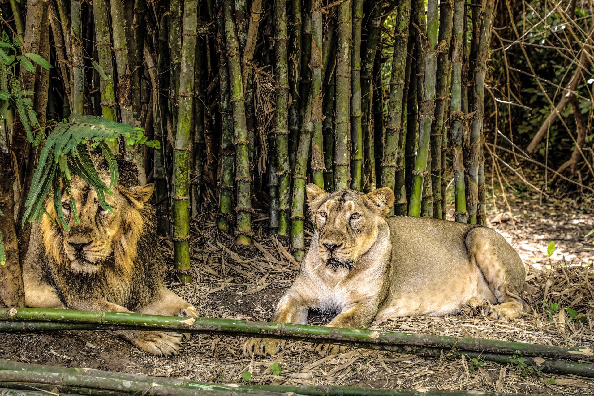 Vasona Lion Safari Park