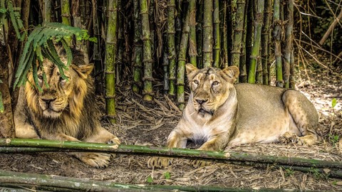 parque safari vasona león
