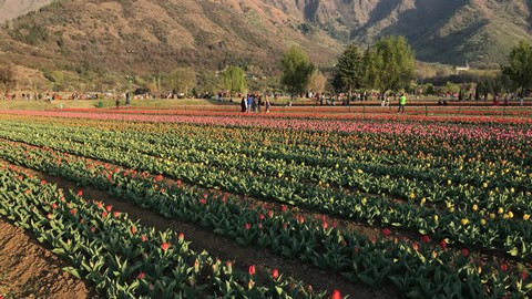 jardín de tulipanes
