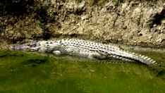 proyecto del cocodrilo bhagabatpur