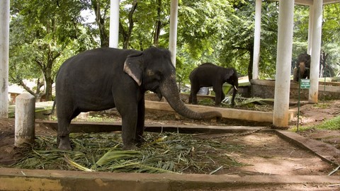 مركز إعادة تأهيل الفيلة