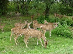 Sri Venkateswara National Park
