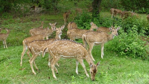 Национальный парк Шри Венкатешвара 